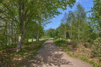 A peaceful forest path along the Schluchsee under a clear sky in spring, Schluchsee, Black Forest,