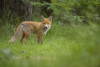 Red fox (Vulpes vulpes), a fox stands in the summer forest on a green meadow and looks into the