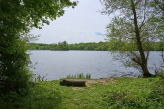 A peaceful lake surrounded by trees, with clear water and blue sky in spring, Kinzigaue, Erlensee,