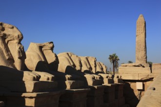 Luxor, part of the Avenue of the Ram and obelisk, Karnak Temple, Africa, Upper Egypt, UNESCO World