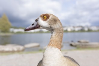 Nile goose (Alopochen aegyptiaca) in profile view, close-up, wide angle, looking to the left,