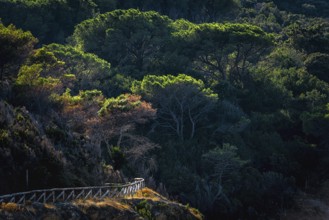 Hiking trail through pine forest, forest, nature, tourism, picturesque, path, trail, outdoor,