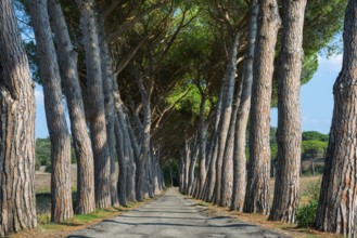 Pine avenue, road, path, avenue, pine tree (Pinus pinea), empty, nobody, idyllic, idyllic, travel,