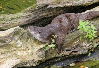 Otter (Lutra lutra), marten adapted to aquatic life, captive, occurring in Europe