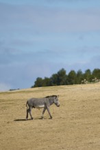 Plains zebra (Equus quagga) walking, captive, distribution Africa