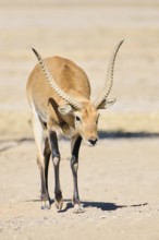 Southern lechwe (Kobus leche) walking in the dessert, captive, distribution Africa