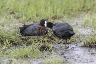 Common coots (Fulica atra) with chicks, Lower Saxony, Germany, Europe