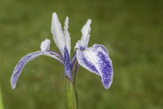 Asian marsh iris (Iris laevigata), Emsland, Lower Saxony, Germany, Europe