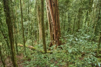 Landscape of a rainforest in spring, Lamington National Park, Queensland, Australia, Oceania