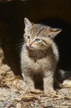 Close-up of European wildcat (Felis silvestris silvestris) kitten in spring in the bavarian forest