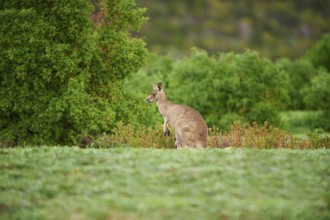 Close-up of an eastern grey kangaroo (Macropus giganteus) wildlife on a meadow in Australia