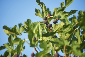 Common fig (Ficus carica) fruits in summer, Cres, Croatia, Europe