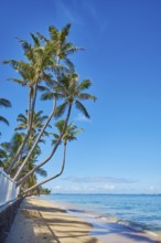 Landscape of palms on a tropical Beach on Oahu, Hawaiian Island Oahu, O?ahu, Hawaii, Aloha State,