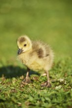 Canada goose (Branta canadensis) chick on a meadow, Frankonia, Bavaria, Germany, Europe