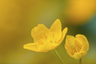 Marsh marigold (Caltha palustris), Ranunculaceae, spring, Lippachtal, Mühlheim, Upper Danube Nature