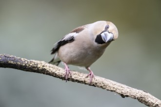 Hawfinch (Coccothraustes coccothraustes), Emsland, Lower Saxony, Germany, Europe