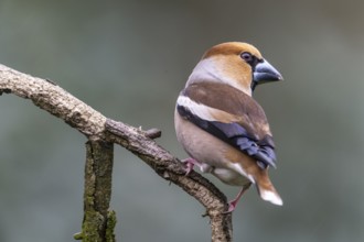 Hawfinch (Coccothraustes coccothraustes), Emsland, Lower Saxony, Germany, Europe