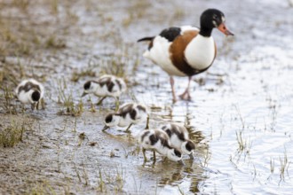 Common shelduck (Tadorna tadorna), adult female with chicks, Varanger, Finnmark, Norway, Europe