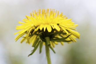 Common dandelion (Taraxacum sect. Ruderalia), Germany, Europe