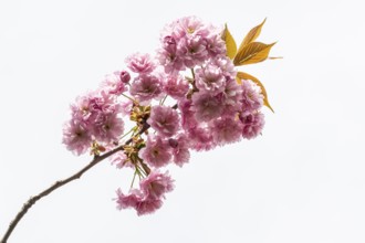 Japanese flowering cherry (Prunus serrulata Kanzan), Emsland, Lower Saxony, Germany, Europe