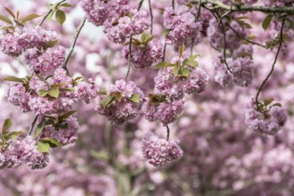 Japanese flowering cherry (Prunus serrulata Kanzan), Emsland, Lower Saxony, Germany, Europe