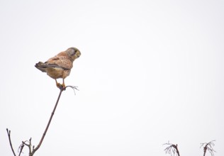 Common kestrel (Falco tinnunculus) standing on the top of a thin branch, looking to the right,