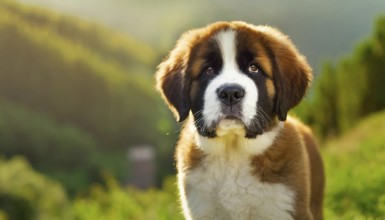 Pets, dog, Saint Bernard, puppy, AI-generated, AI generated