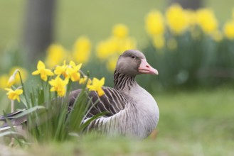 A grey goose (Anser anser) relaxing amidst green grass and yellow daffodils, Hesse, Germany, Europe