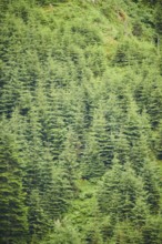 Norway spruce (Picea abies), growing in the mountains in tirol, Kitzbühel, Austria, Europe