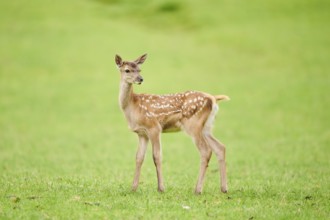 Red deer (Cervus elaphus) fawn standing on a meadow in the mountains in tirol, Kitzbühel, Wildpark