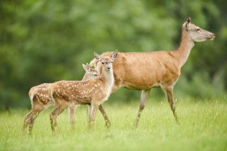 Red deer (Cervus elaphus) fawns standing on a meadow in the mountains in tirol, Kitzbühel, Wildpark