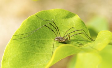 Horned weaver (Phalangium opilio), male, crouching with long legs on a green leaf, common lilac