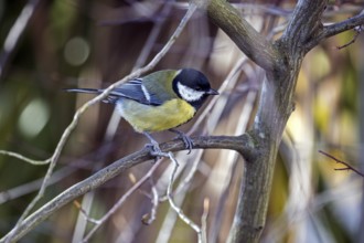 Great tit (Parus major), sitting on a branch, Baden-Württemberg, Germany, Europe