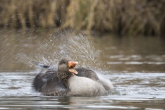 Greylag goose (Anser anser), bathing, water splashes, motion blur, Hesse, Germany, Europe