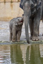 Asian elephant (Elephas maximus), juvenile and cow elephant, captive, distribution southern and