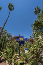 Palms in the Majorelle Garden, botany, palm, flora, plant, botany, forest, tropical, climate,