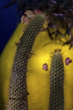 Cactus in Majorelle Garden, flora, botany, flowers, yellow, plant, garden, climate, Marrakech,