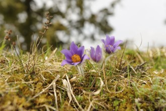 Three purple Pasque flowers amidst grass and moss in a meadow, Pasque flower (Pulsatilla vulgaris),