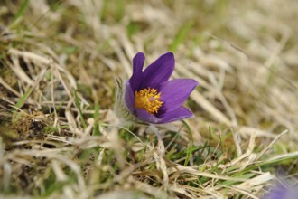 Purple Pasque flower with yellow centre on grassy ground in spring, Pasque flower (Pulsatilla