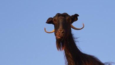 Close-up of a black goat's head with prominent horns against a blue sky, sheep (e) or goat (n),