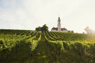 Birnau pilgrimage church and vineyards, sunrise, Uhldingen-Mühlhofen, Lake Constance,