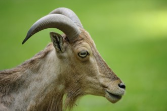 Wild sheep in profile with prominent horns, on a green background, maned jumper (Ammotragus