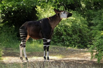 Okapi (Okapia johnstoni), adult, foraging, captive