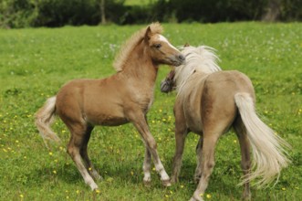 Two playing foals on a green meadow, lively and playful, Welsh pony, Bavaria