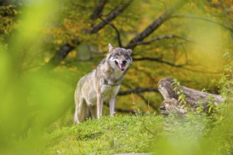 A Eurasian gray wolf (Canis lupus lupus) stands, framed by leaves, on a hill between rocks and