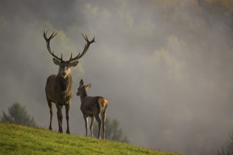 A red deer stag (Cervus elaphus) and a hind are standing in a meadow in hilly terrain. A forest