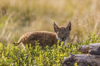 One young (10 weeks old) male Eurasian lynx, (Lynx lynx), walking over a rotten tree. Backlit