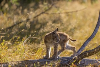 One young (10 weeks old) male Eurasian lynx, (Lynx lynx), walking over a rotten tree. Backlit