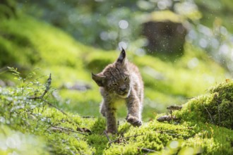 One young (10 weeks old) male Eurasian lynx, (Lynx lynx), walking over a mossy, wet forest floor.