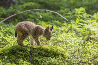 One young (10 weeks old) male Eurasian lynx, (Lynx lynx), walking over a mossy, wet forest floor.